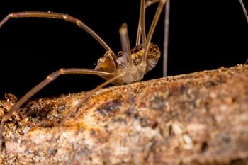 Media type: image; Invertebrate Zoology 133381   Description: live specimen;
